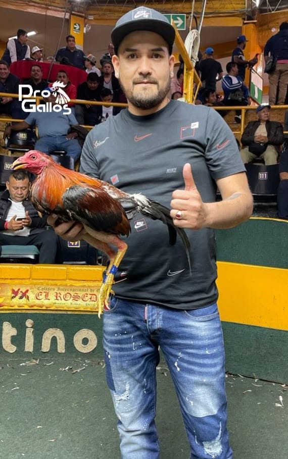 Gallero del Mes
